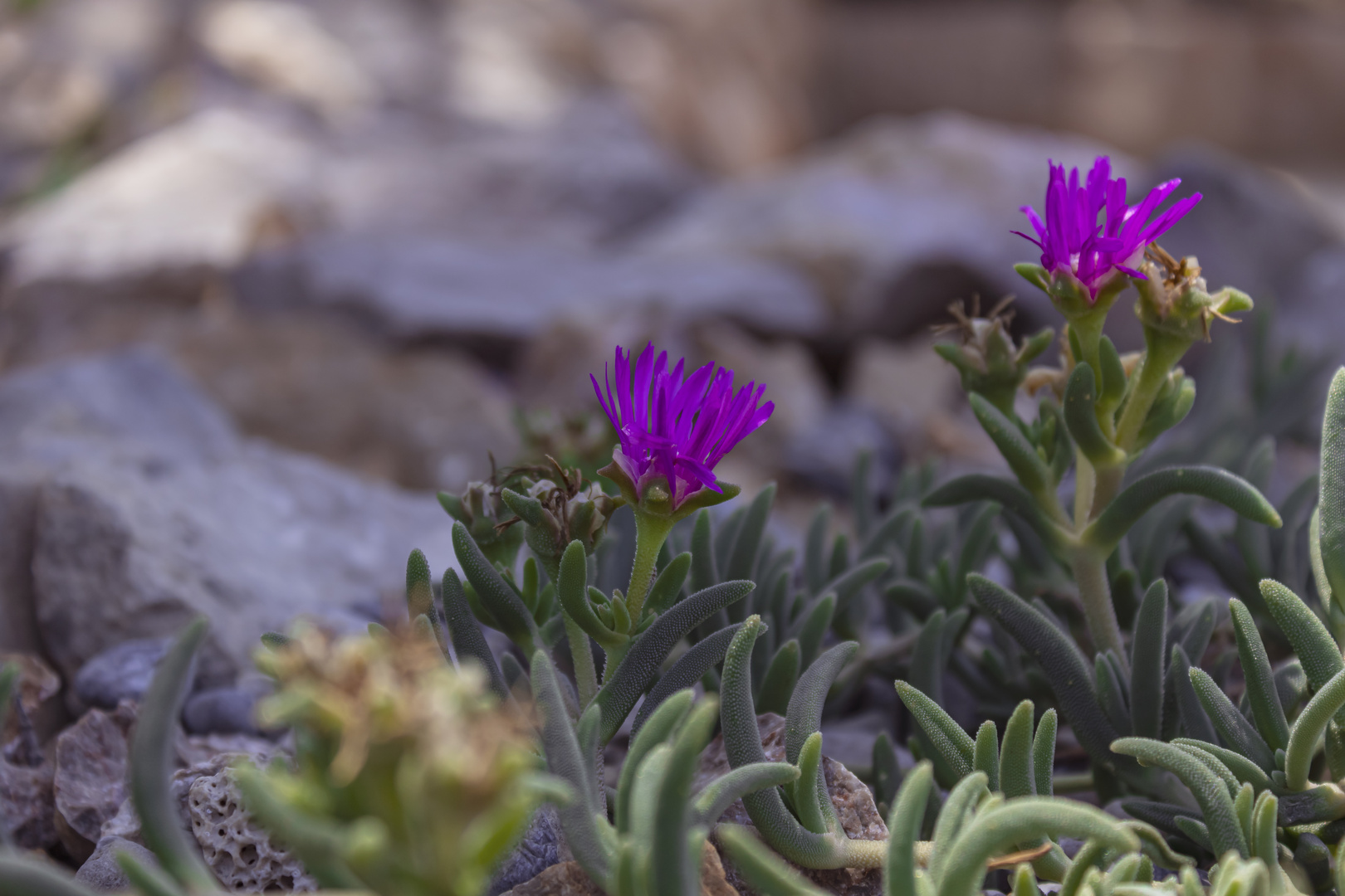 Wilde Mittagblume  in Kroatien 