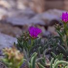 Wilde Mittagblume  in Kroatien 