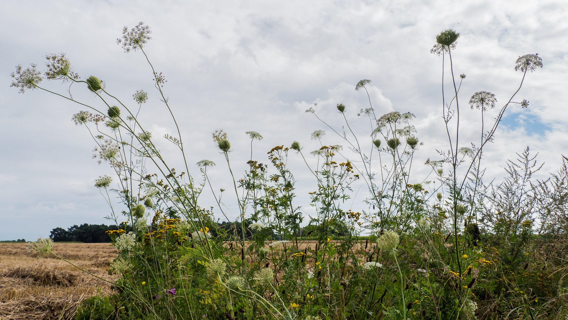 Wilde Möhre am Wegesrand