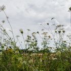 Wilde Möhre am Wegesrand