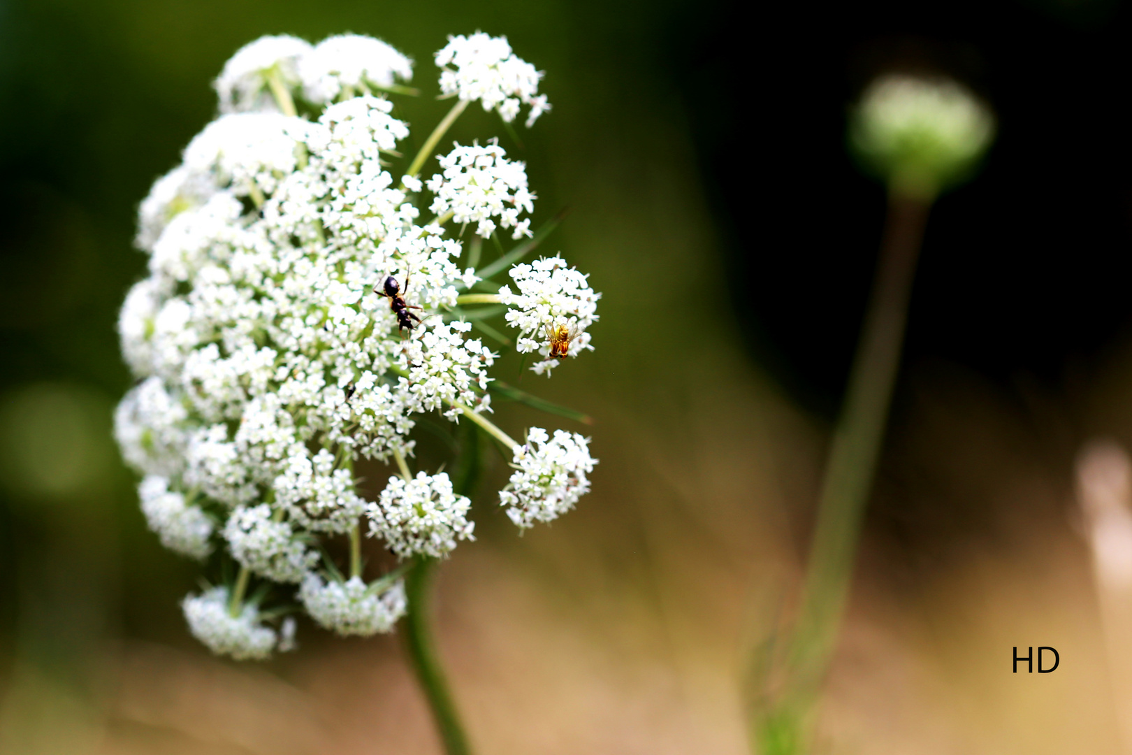 Wilde Möhre (Daucus carota)