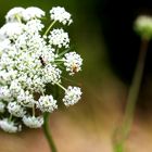 Wilde Möhre (Daucus carota)