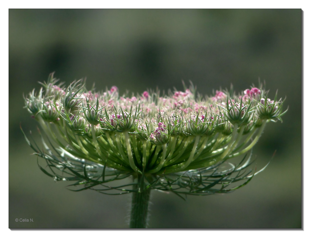 Wilde Möhre (Daucus carota