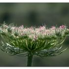 Wilde Möhre (Daucus carota