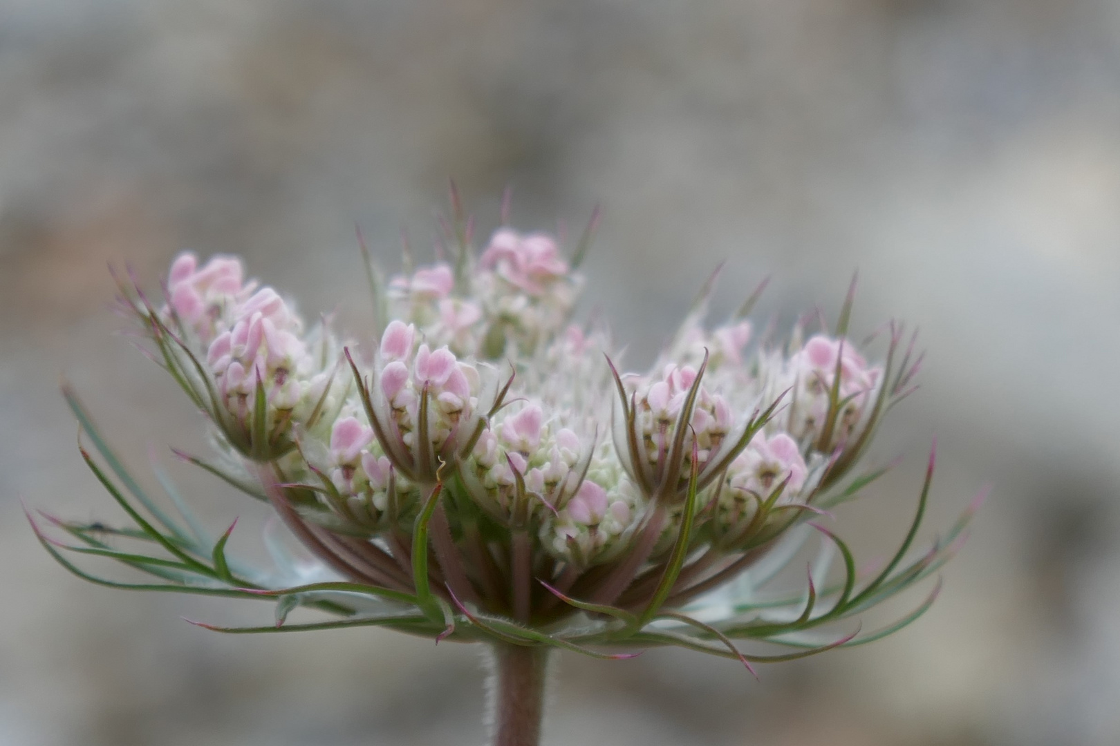 Wilde Möhre, Daucus carota