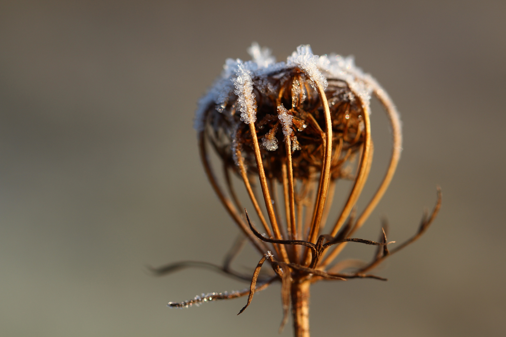 Wilde Möhre (Daucus carota)