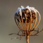 Wilde Möhre (Daucus carota)