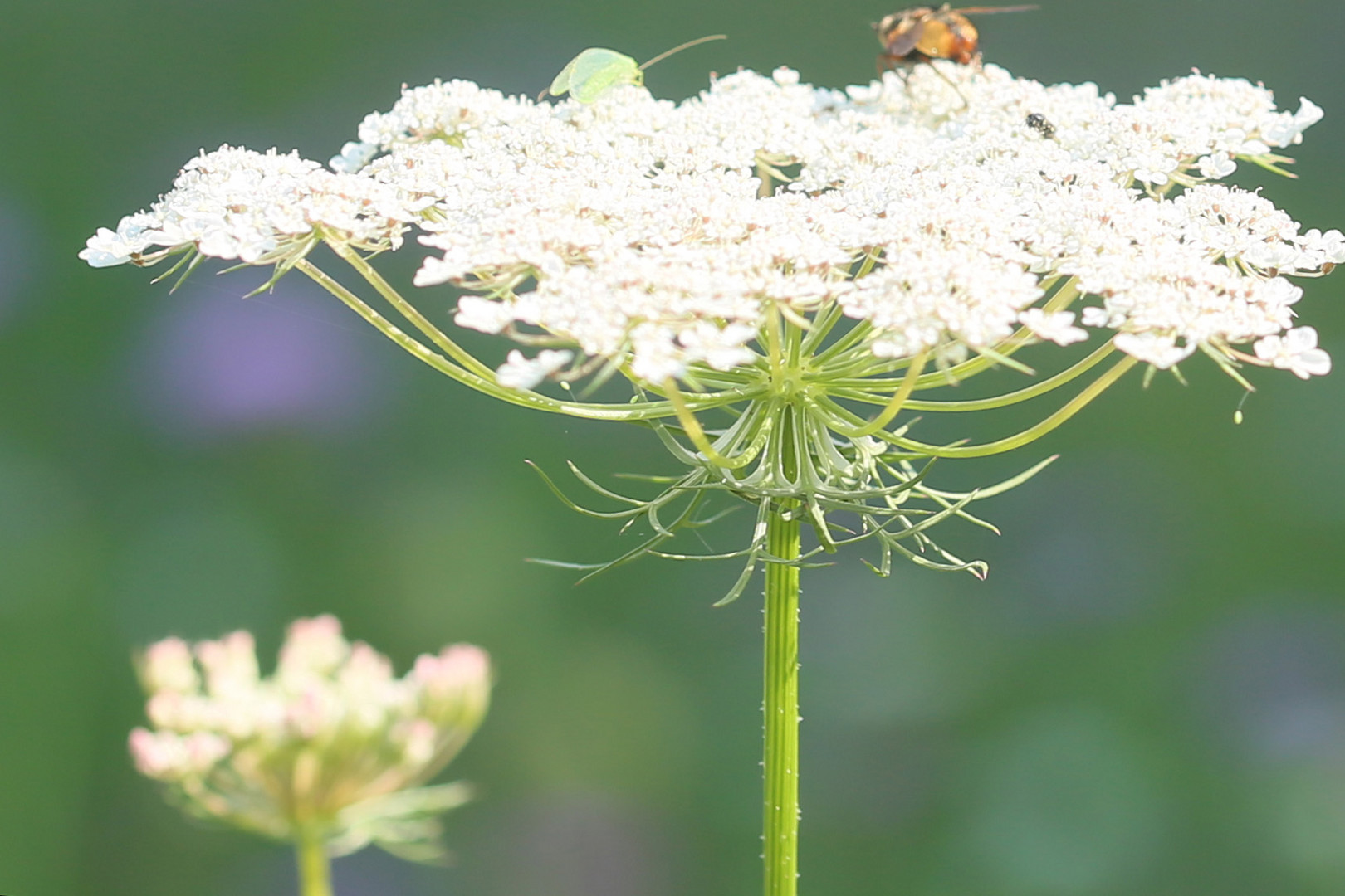 Wilde Möhre (Daucus carota)