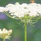 Wilde Möhre (Daucus carota)