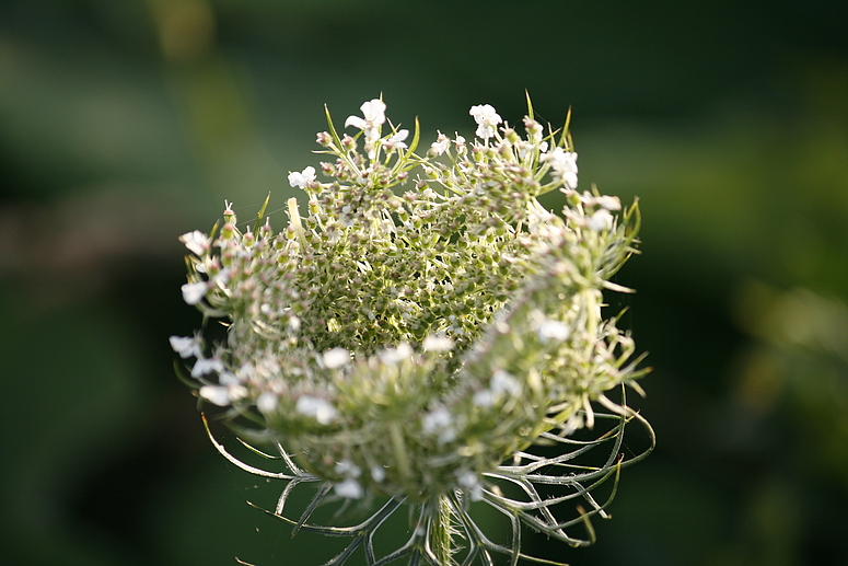 Wilde Möhre (Daucus carota)