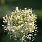 Wilde Möhre (Daucus carota)