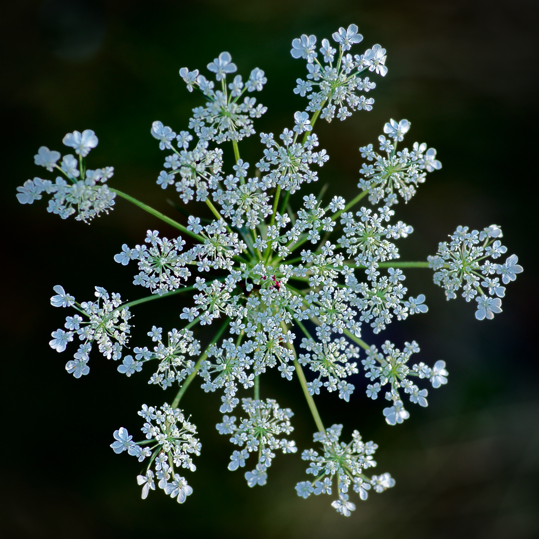 Wilde Möhre (Daucus carota)