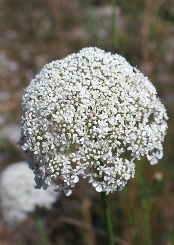 Wilde Möhre 'Daucus carota'