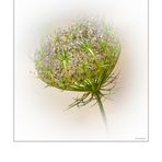 wilde Möhre (Daucus carota subsp. carota)