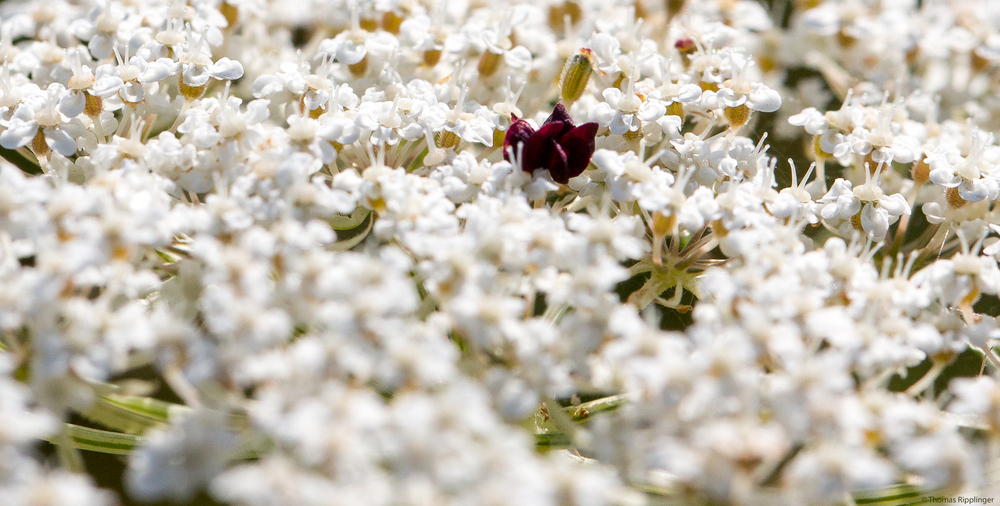 Wilde Möhre (Daucus carota subsp. carota).