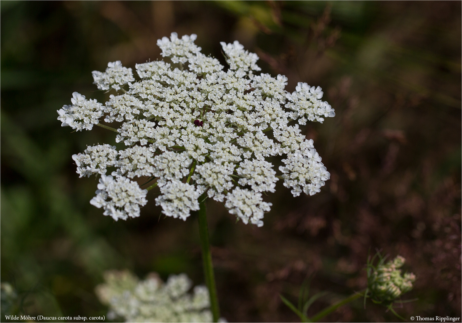 Wilde Möhre (Daucus carota subsp. carota) .....