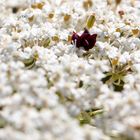 Wilde Möhre (Daucus carota subsp. carota).