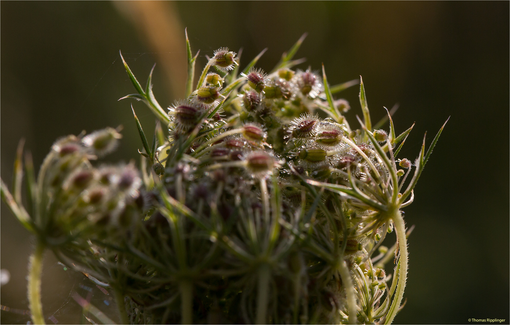 Wilde Möhre (Daucus carota subsp. carota).-