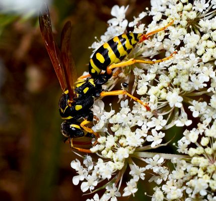 Wilde Möhre (Daucus carota subsp. carota).........