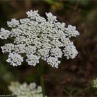 Wilde Möhre (Daucus carota subsp. carota)