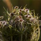 Wilde Möhre (Daucus carota subsp. carota).-