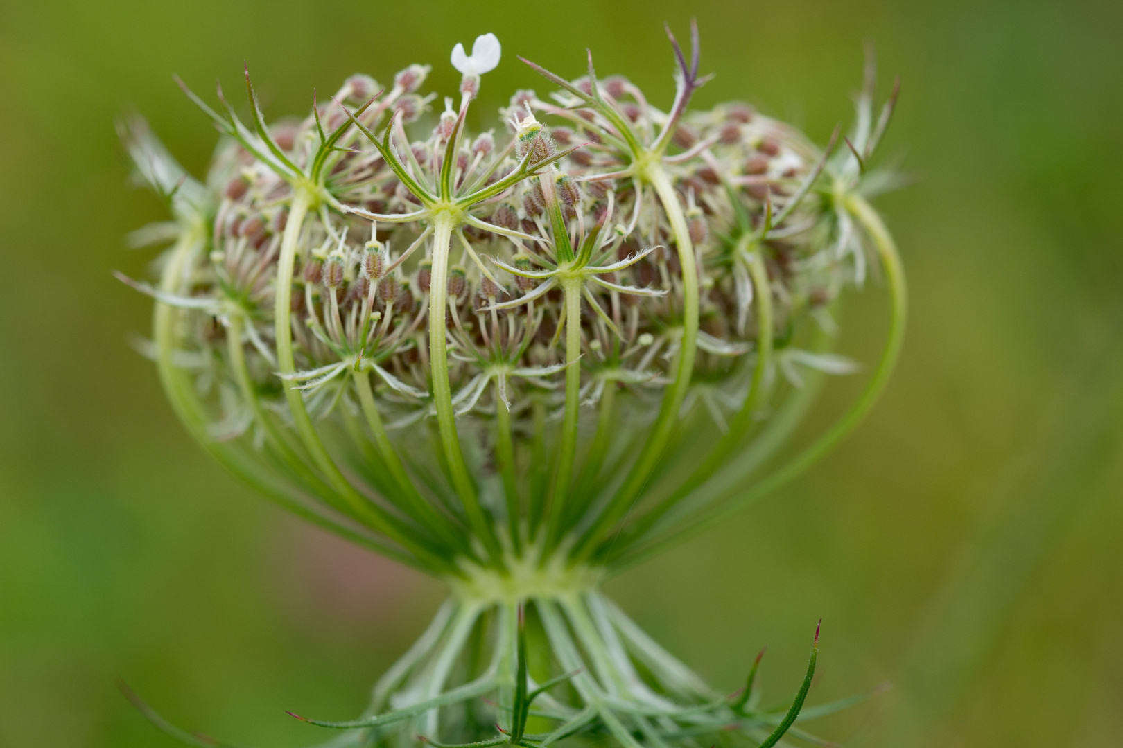 Wilde Möhre ( Daucus carota subsp. carota )