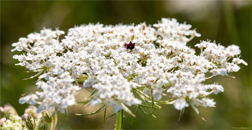 Wilde Möhre (Daucus carota subsp. carota)