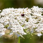 Wilde Möhre (Daucus carota subsp. carota)