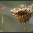 Wilde Möhre (Daucus carota) - verblüt...