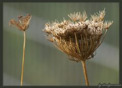 Wilde Möhre (Daucus carota) - verblüt...