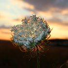 Wilde Möhre im Abendrot