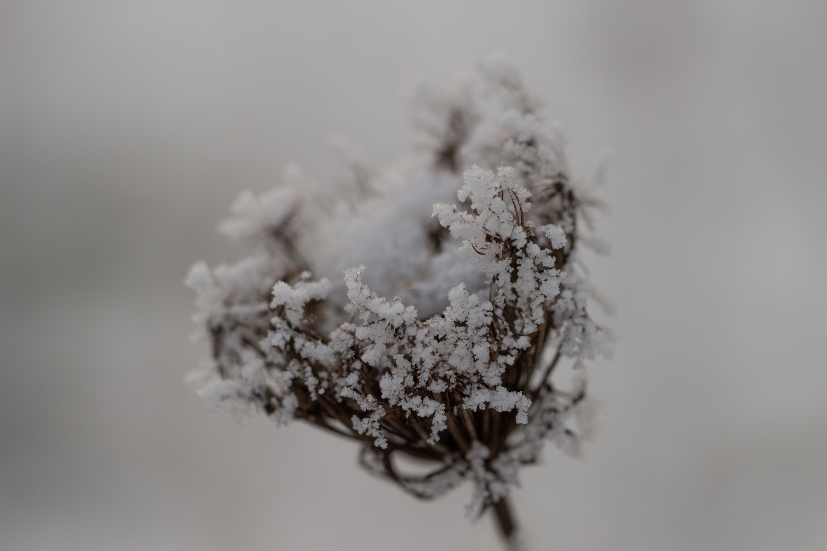 Wilde Möhre im frostigen Kleid 