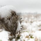 Wilde Möhre im Januar