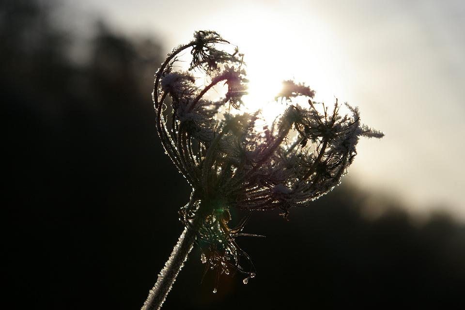 Wilde Möhre im Morgenlicht