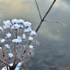 Wilde Möhre im Winterkleid