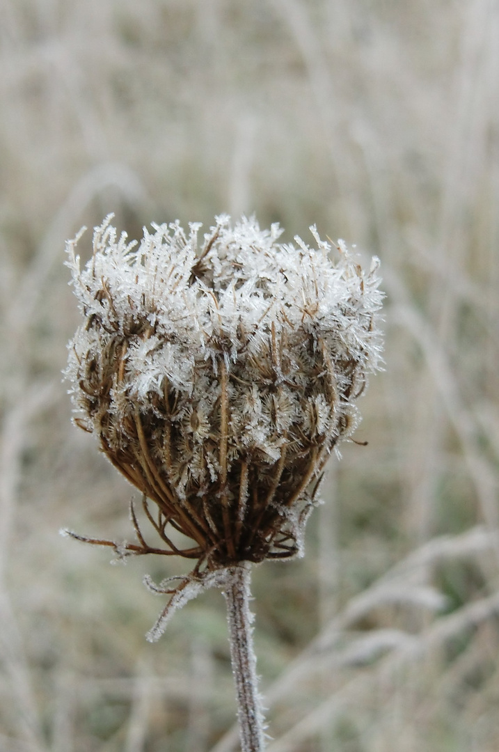 Wilde Möhre im Winterkleid