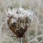 Wilde Möhre im Winterkleid