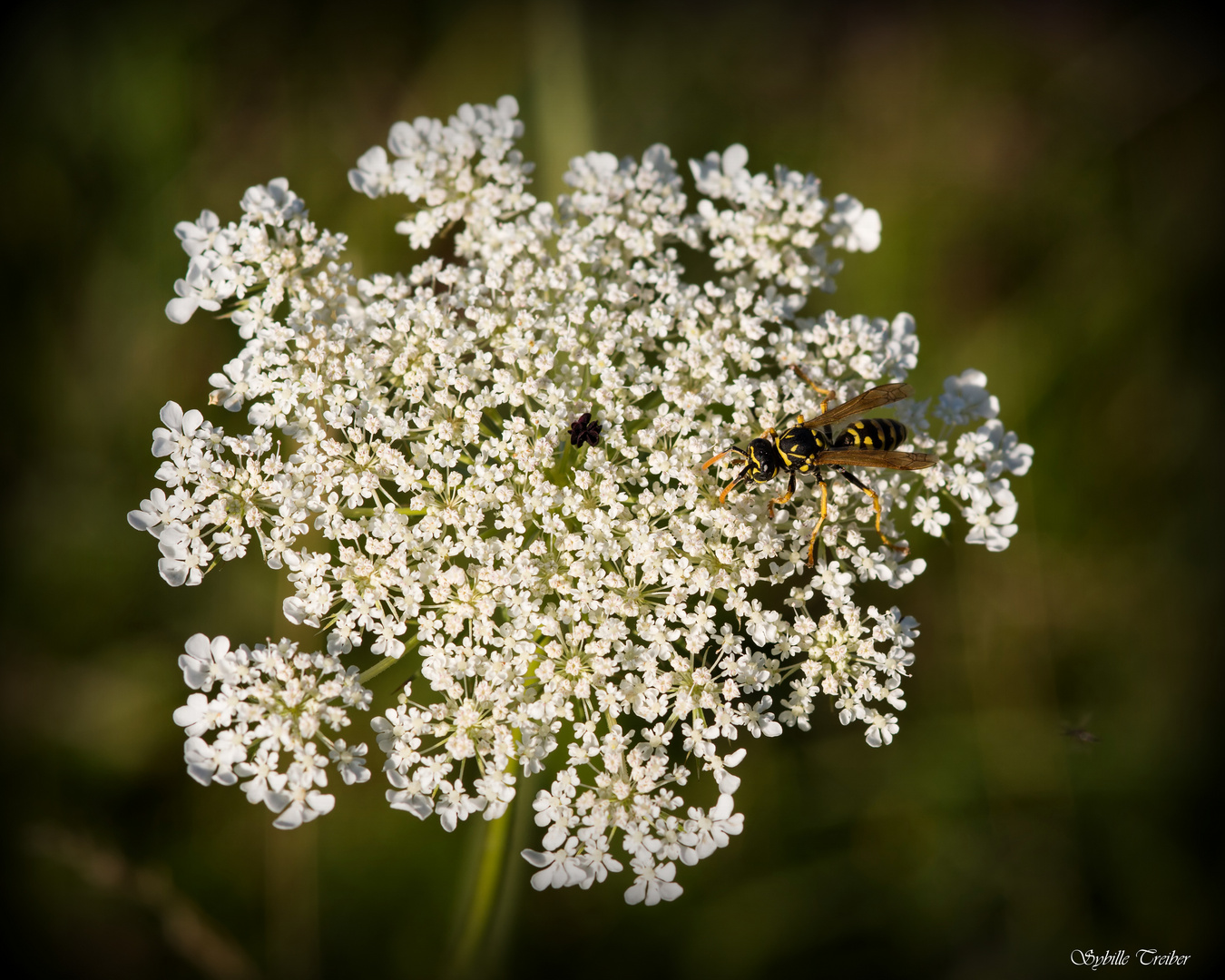 Wilde Möhre mit Besuch