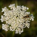 Wilde Möhre mit Besuch