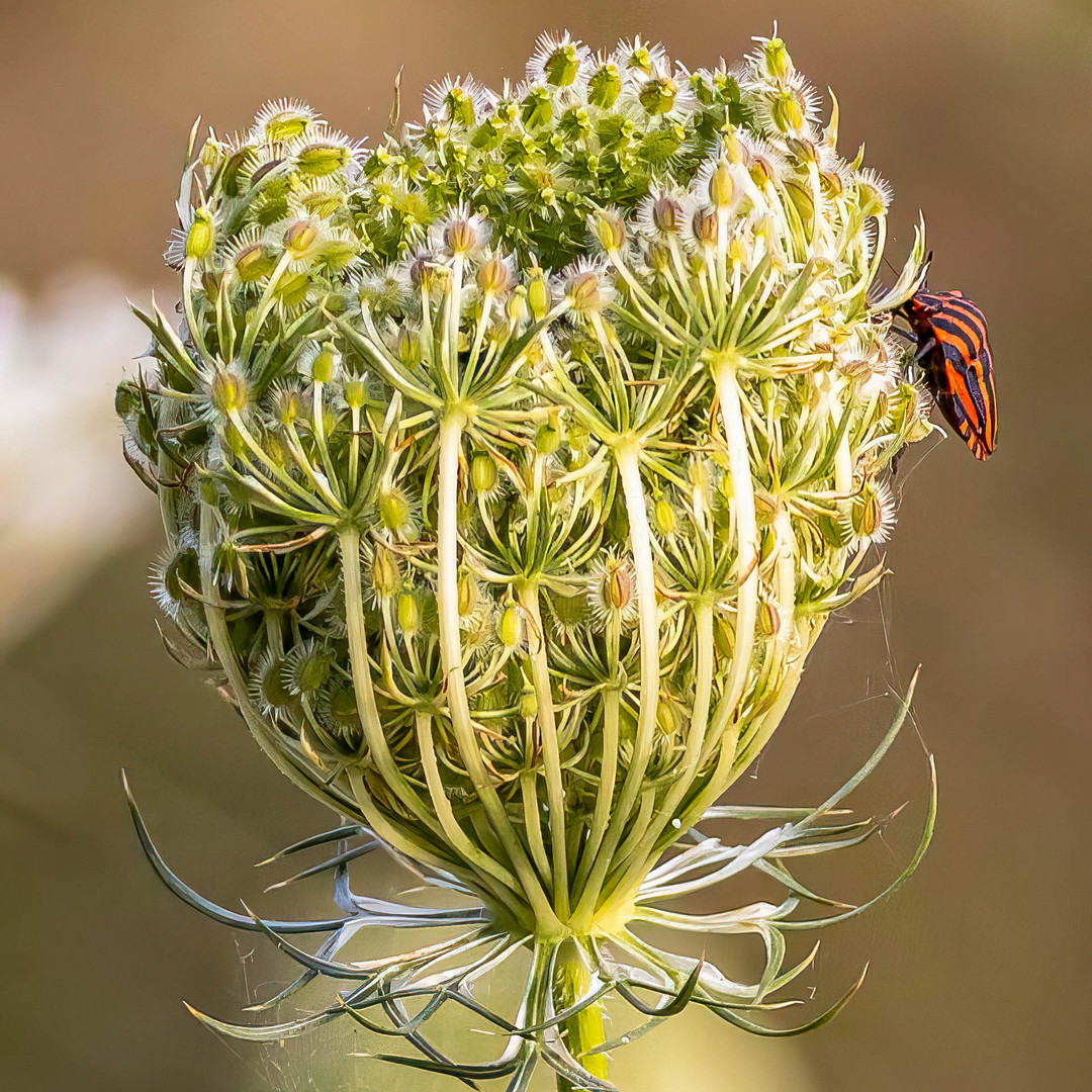 Wilde Möhre mit Feuerwanze / Wild carrot with firebug