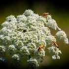 Wilde Möhre mit "Scheininsekt" in der Mitte, auch: „Mohrenblüte“ genannt, + 4 Bockkäfer