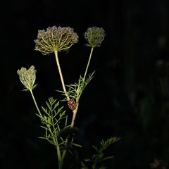 Wilde Möhre  mit wilder Streifenwanze  im abendlichen Sonnenstrahl