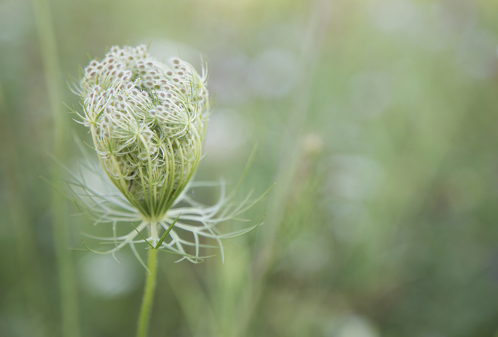 Wilde Möhre - Queen Anne's Lace