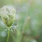 Wilde Möhre - Queen Anne's Lace