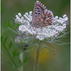 Wilde Möhre und Bläuling