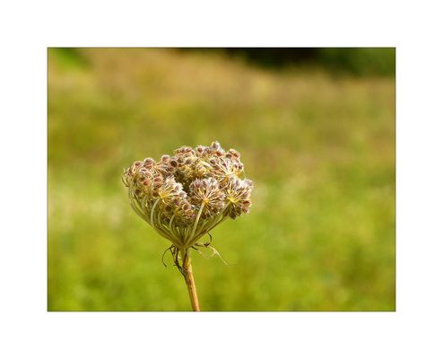 Wilde Möhre verblühend