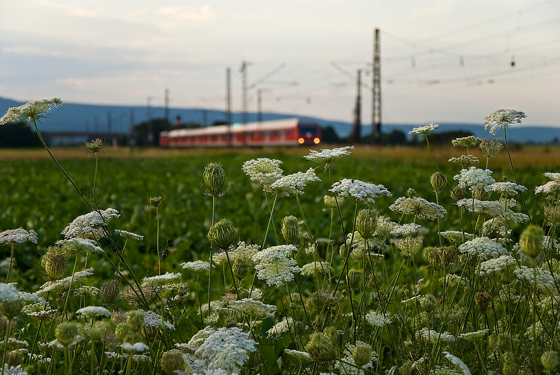 Wilde Möhren im August