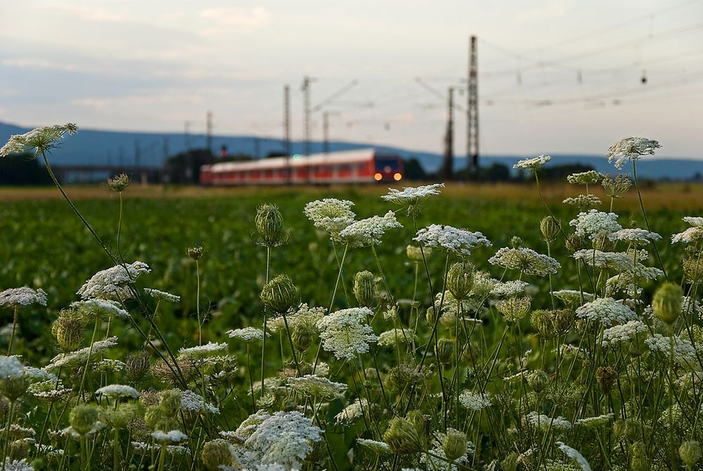 Wilde Möhren im August