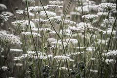 Wilde Möhren mit Schwebfliege