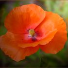 Wilde Mohn     Amapola silvestre 